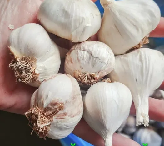 Чеснок яровой Сочинский 56 на посадку и переработку- фото № 1