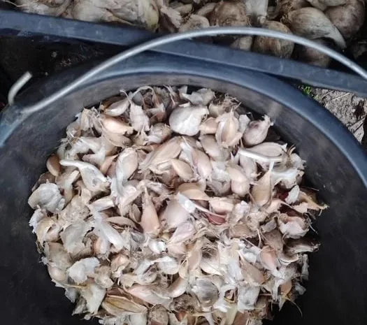 Чеснок на посадку с выбором по размеру- фото № 1