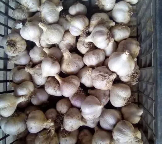 Чеснок крупний для посадки- фото № 1