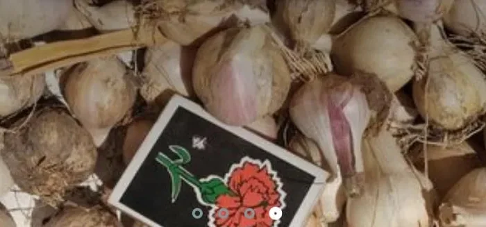 Продажа мелкого домашнего чеснока для посадки- фото № 1