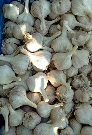 Чеснок Любаша для посадки урожай 2025- фото № 1