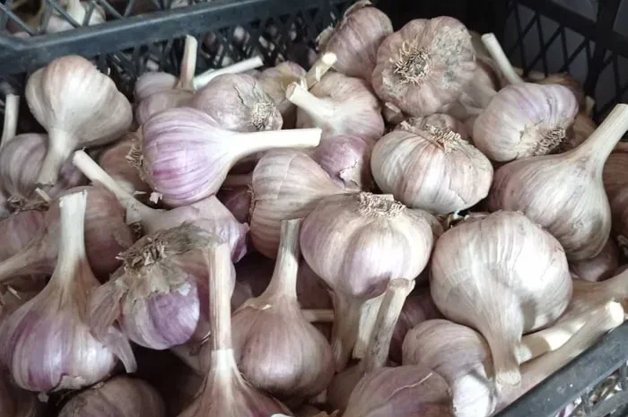 Часник озимий на посадку- фото № 1