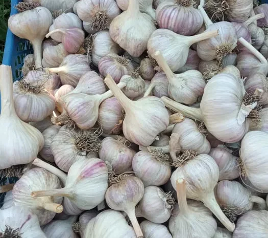 Часник сорту Любаша на посадку- фото № 1