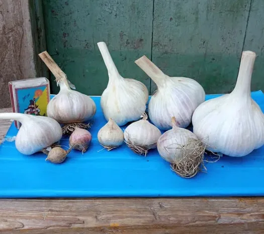 Чеснок посадочный однозубка и зубок- фото № 1