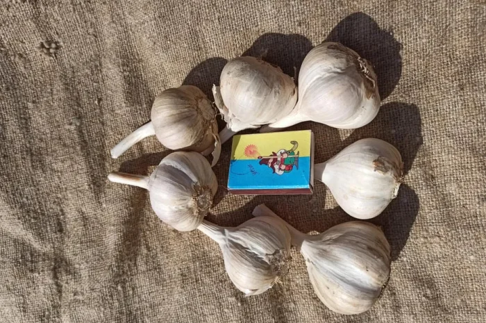 Чеснок озимий народний для посадки та вживання- фото № 1