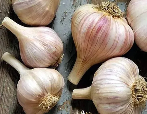 Часник Любаша для посадки- фото № 1