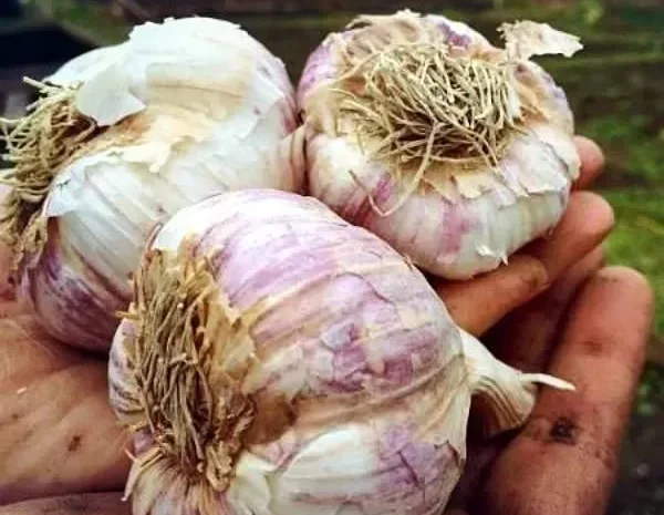 Часник Гермідор на посадку 0,5 кг- фото № 1