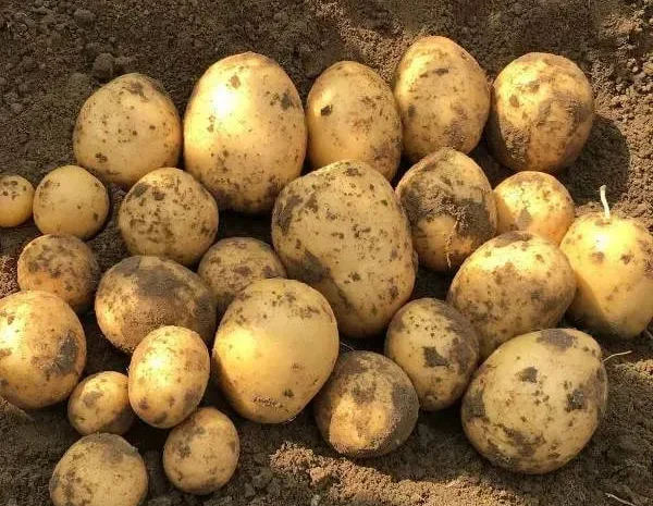 Картопля Констанс на посадку, кг- фото № 1