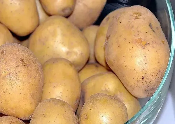 Продаю насіннєву картоплю Карелія, кг- фото № 1