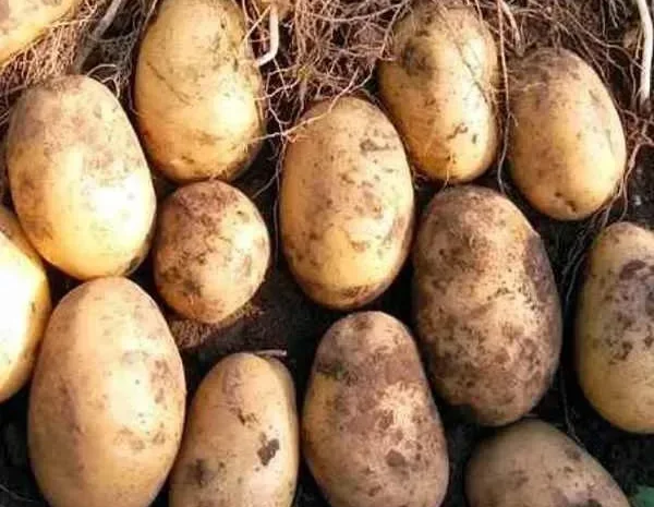 Картопля Тайфун для посадки, кг- фото № 1