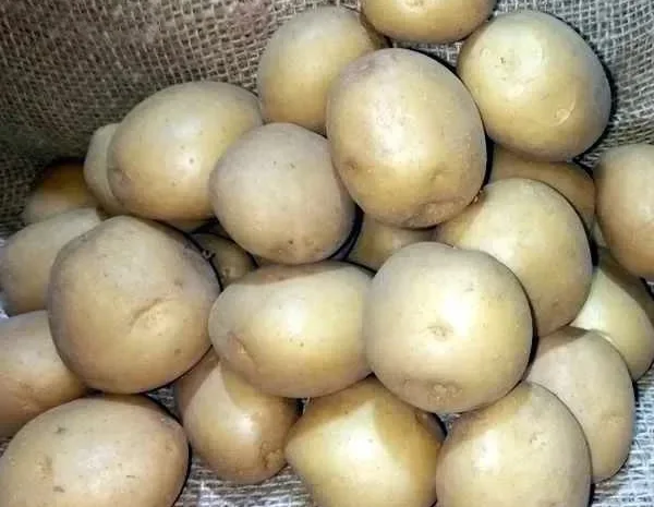 Картофель Ривьера, 1 кг на продажу- фото № 1