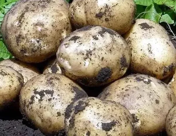 Насіннєва картопля Євростарч на продаж- фото № 1