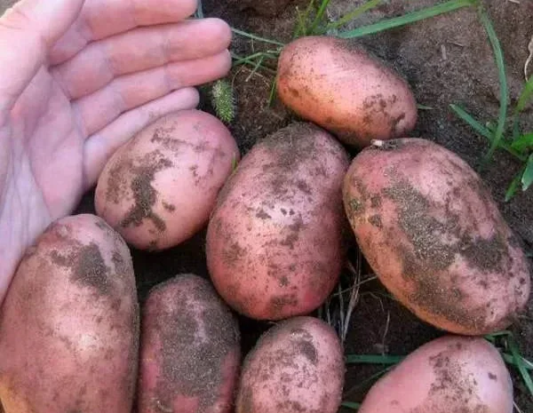 Продаж насіннєвої картоплі Белла Роса, кг- фото № 1