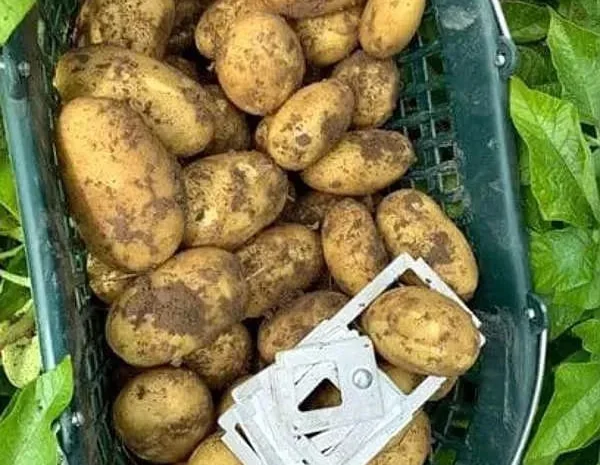 Картопля Корінна для посадки- фото № 1