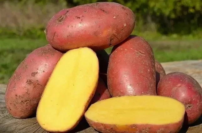 Картопля Лаура на посадку, кг- фото № 1