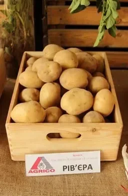 Продажа насіннєвої картоплі Рів'єра 2,5 кг- фото № 1