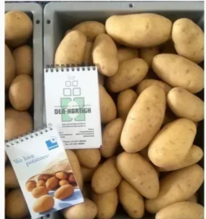 Насіннєва картопля Гранада 2,5 кг для продажу- фото № 1