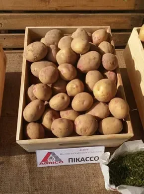 Насіннєва картопля Пікассо 2,5 кг на продаж- фото № 1