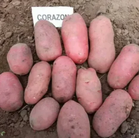 Картопля Коразон для посадки 2,5 кг- фото № 1
