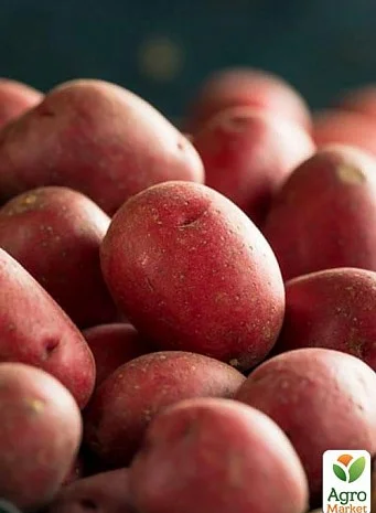 Продаж картоплі "Белла Росса" раннього сорту- фото № 1