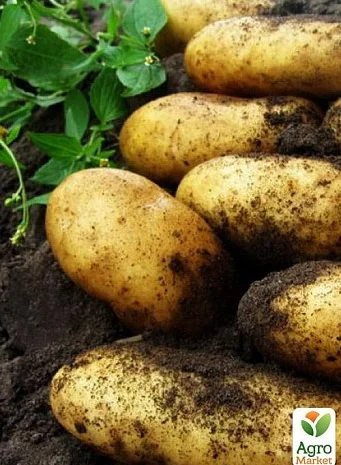 Насіннєва картопля Гранада середньостигла- фото № 1