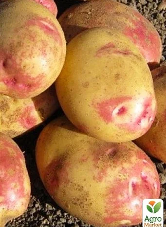 Картофель "Пикассо" семенной позднеспелый- фото № 1