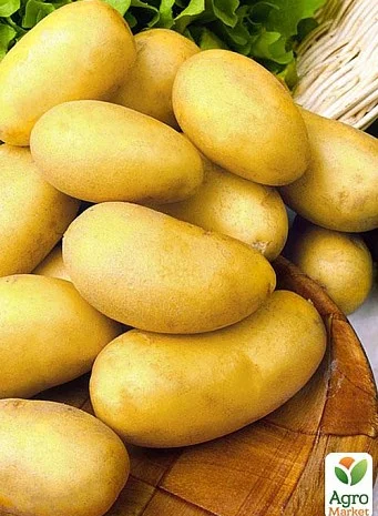 Картопля Челенджер на посадку- фото № 1