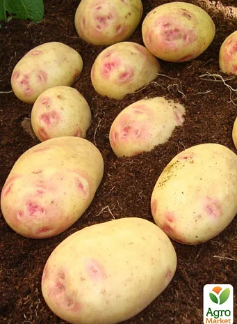 Картопля Пікассо насіннєва 5кг на продаж- фото № 1