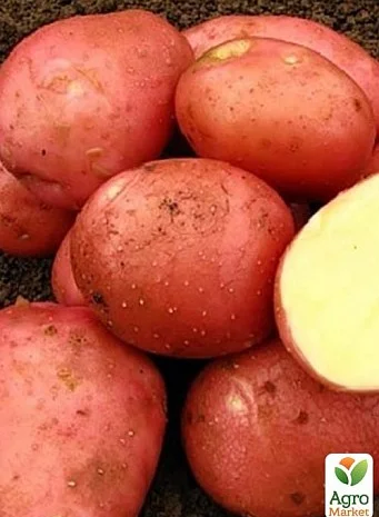 Картопля 'Белла Росса' насіннєва рання 5кг- фото № 1