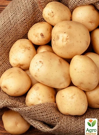 Картопля Рів'єра насіннєва 5кг- фото № 1