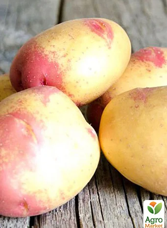 Картопля Пікассо насіннєва 10 кг- фото № 1