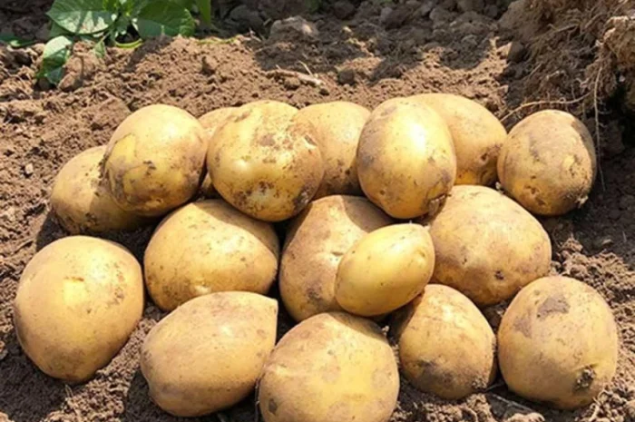 Картопля Сорая для посадки- фото № 1
