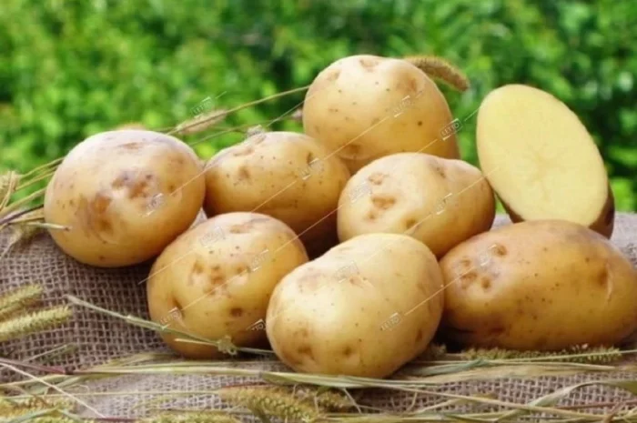 Продажа насиннєвої картоплі Рив'єра- фото № 1