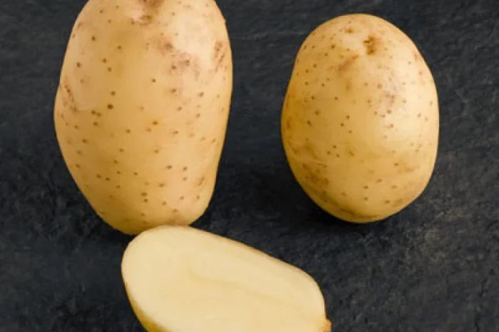 Картопля Мелоді на продаж- фото № 1