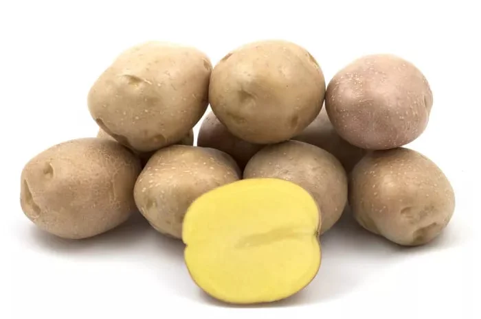 Насіннєва картопля Беллароза на продаж- фото № 1