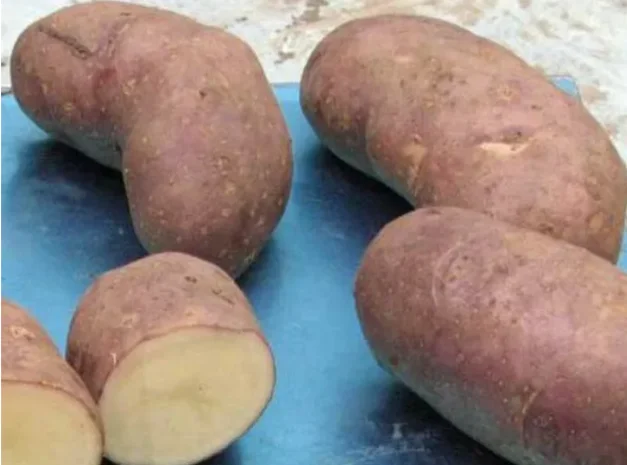 Насіннєва картопля Тірас для продажу- фото № 1