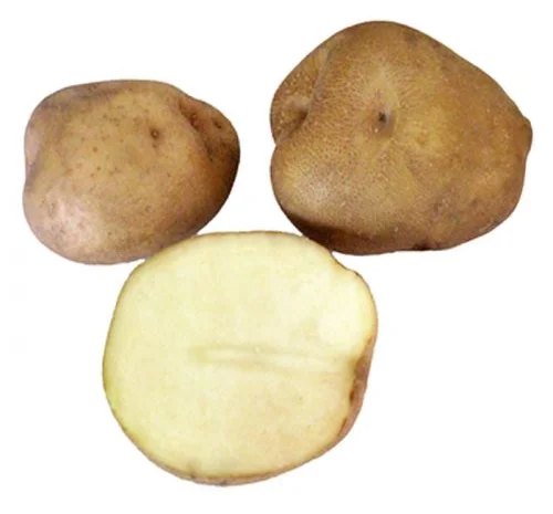 Насіннєва картопля Щедрик на продаж- фото № 1