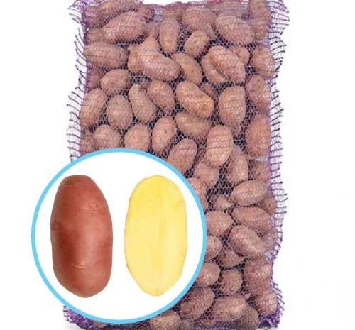 Насіннєва картопля Ред Скарлет на продаж- фото № 1