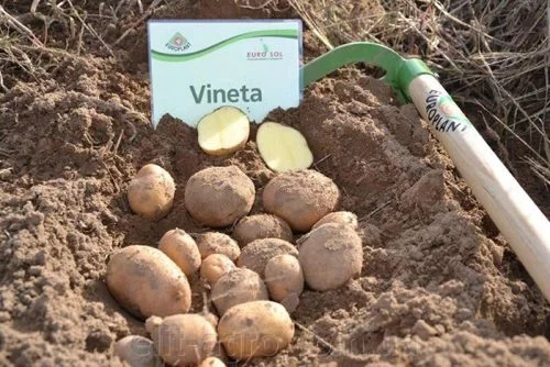 Картопля Вінета для посадки- фото № 1