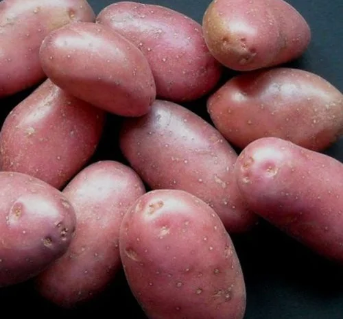 Продажа раннего картофеля сорта Белла Росса- фото № 1