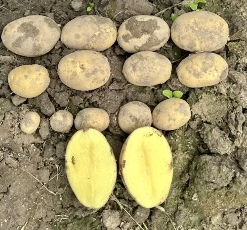 Насіннєва картопля сорту Мікадо на продаж- фото № 1