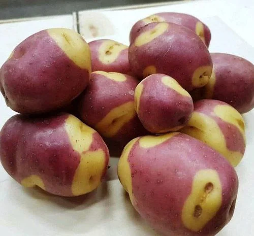 Насіннєва картопля Мелоді на посадку- фото № 1