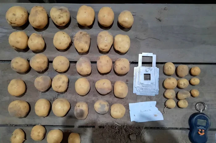 Картопля сорту Рів'єра на продажу- фото № 1