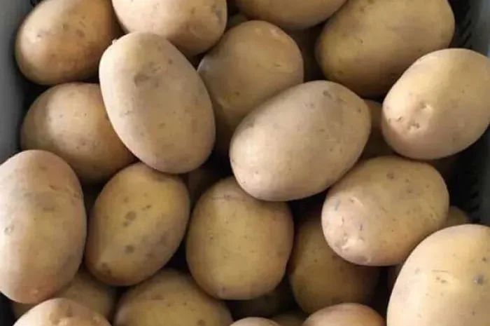 Картопля Бельмонда на посадку- фото № 1