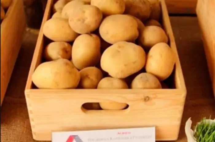 Продажа насіннєвої картоплі Рив'єра- фото № 1