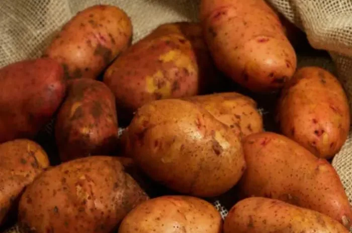 Насіннєва картопля Тирас (ультрарання) для продажу- фото № 1