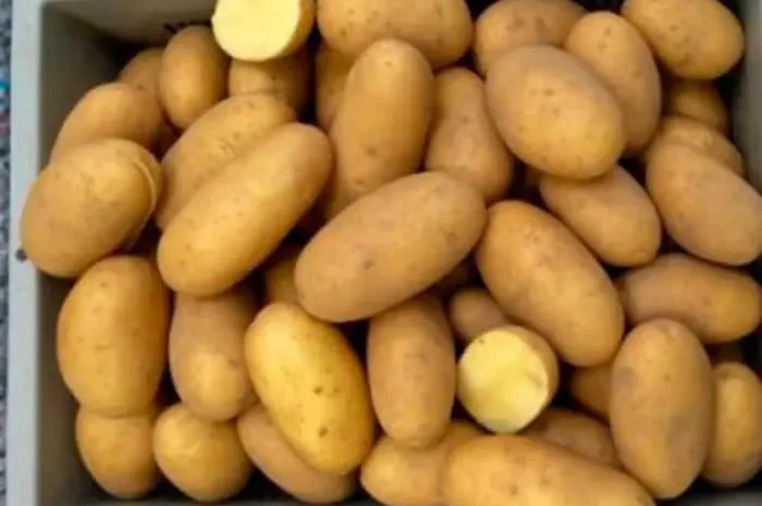 Продажа насіннєвої картоплі Гранада- фото № 1