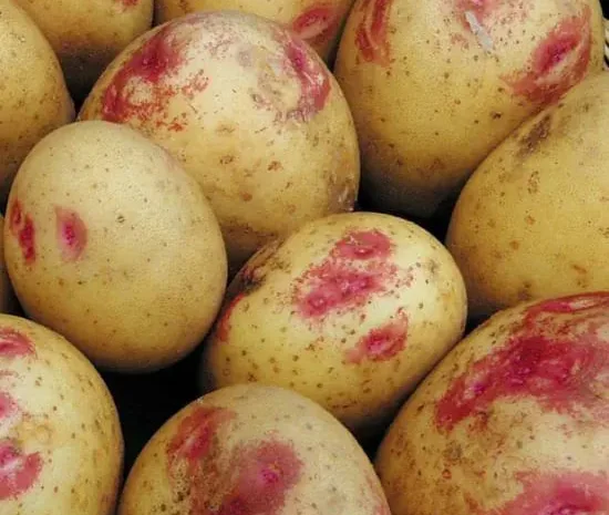 Насіннєва картопля Пікассо для продажу- фото № 1