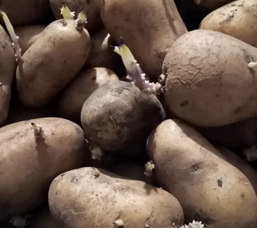 Продажа картофеля сортов Адретта и Беллароса- фото № 1
