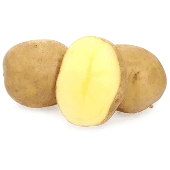 Картопля сорту Адретта на продажу- фото № 1